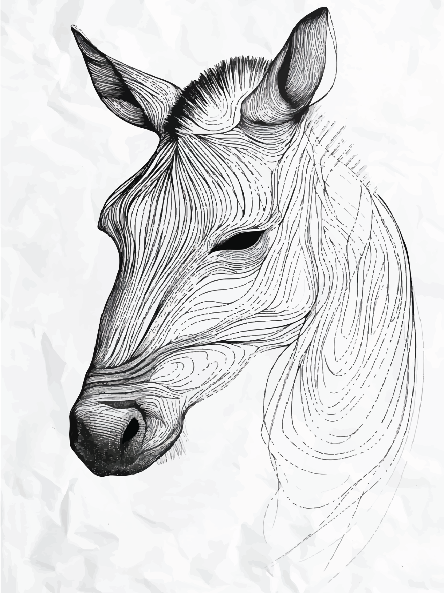 Equine Contours